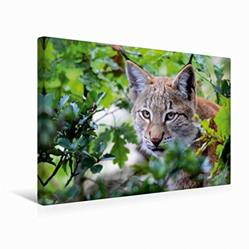 Premium Textil-Leinwand 45 x 30 cm Quer-Format Der Luchs - Der Jäger auf leisen Pfoten | Wandbild, HD-Bild auf Keilrahmen, Fertigbild auf hochwertigem Vlies, Leinwanddruck von Arno Klatt