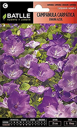 Semillas Batlle Campanula carpatica Nano Blu