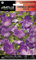 Semillas Batlle Campanula carpatica Nano Blu