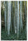 Phyllostachys pubescens - Moso Bambus - 10 Samen