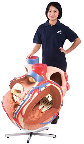 3B Scientific® Riesen-Herzmodell – 8-fach vergrößertes menschliches Herzmodell mit inneren Strukturen, Langlebiges PVC + Smart Anatomy App (5 Jahre Garantie)