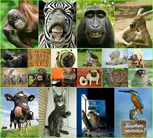 Edition Colibri Tier-Postkarten-Set Lustige and Niedliche Postkarten aus aller welt für Kinder, Freunde, Teamgeschenke and Postcrossing, Handgemacht, Made in Germany, Nachhaltig produziert (Set 3)
