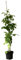Himbeere Willamette frühe sommertragende sehr robuste und pflegeleicht 40-60 cm 3 Liter Topf