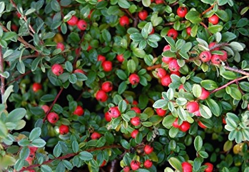 Müller Münchehof GmbH 10 Stück Teppich-Zwergmispel (Cotoneaster) im Topf/Container Größe 20 bis 30 cm