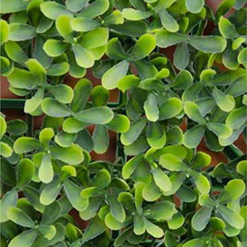 VERDELOOK Sempreverde a Foglia Buxus Multicolore per arredo Giardino 1x1 m