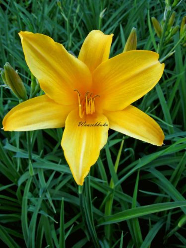 Staudenkulturen Wauschkuhn Hemerocallis Hybr. 'Top Banana' - Taglilie - Staude im 11cm Topf