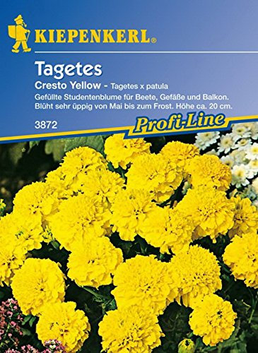 Kiepenkerl, Tagetes, patula Cresto, gelb