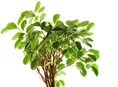 Buddha Baum/Pappel Feige (Ficus religiosa) - mind.50 Samen !!