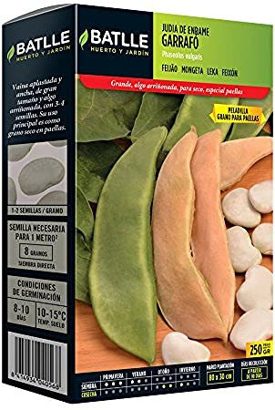 Semillas Batlle Ebraica GARRAFO tipo PALLINA