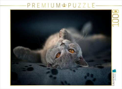 CALVENDO Puzzle EIN Motiv aus dem Kalender Bärige Schmusetiger - Britisch Kurzhaar/CH-Version | 1000 Teile Lege-Größe 64 x 48 cm Foto-Puzzle für glückliche Stunden