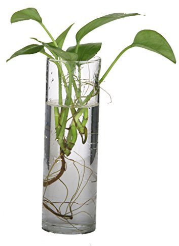 Botella Florero Cristal Colgante Pared Micro Paísaje Para Decoración de Flores Plantas