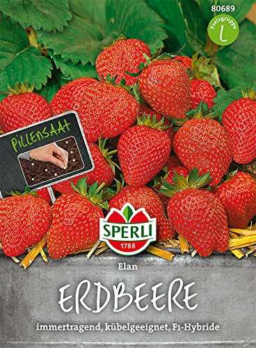 Erdbeere, 'Elan F1'