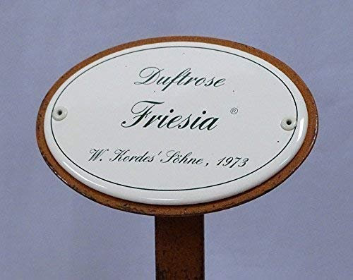 Rosenschild Emaille, Duftrose, Beetrose: Friesia, W. Kordes Söhne 1973