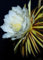 Tropica - Cactus - Reina de la Noche (Selenicerus grandiflorus) - 40 Semillas