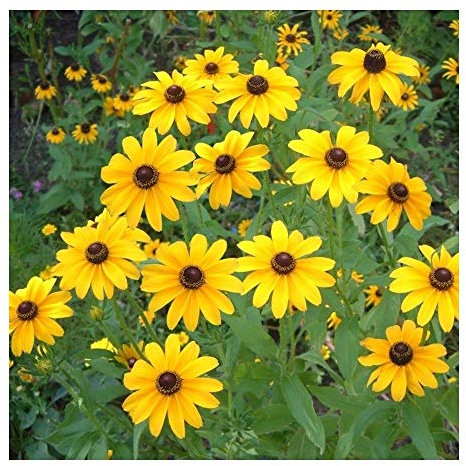PREMIER SEEDS DIRECT - RUDBECKIA HIRTA - Black Eyed Susan - 2000 Finest Seeds