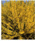 BALDUR Garten Forsythie, 1 Pflanze, Goldglöckchen Goldflieder (Forsythia), Wind- & Sichtschutz, winterhart, blühend, Schnittblume, Forsythia Intermedia