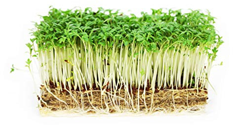 Gartenkresse Einfache Grüne 1kg