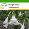 SAFLAX - Trompette des anges/Blanche - 10 graines - Avec substrat - Brugmansia suaveolens