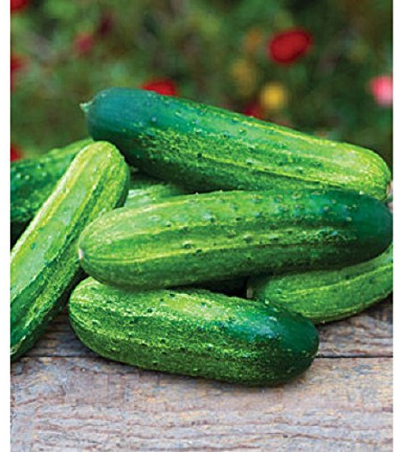Pick A Bushel Hybrid Cucumber,100 Seeds- Cucumis sativus,2014 AAS Regional Award Winner!