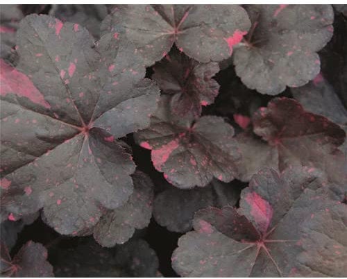 Heuchera - Purpurglöckchen Midnight Rose - winterhart, im Topf 12 cm, in Gärtnerqualität von Blumen Eber - 12cm