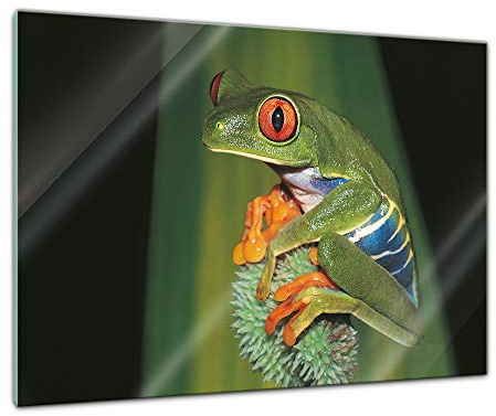 Bilderdepot24 Glasbild - Frosch in der Natur - 60x40 cm - Deko Glas - Wandbild - Bild auf Glas - moderne Glasbilder - Glasfoto - Echtglas