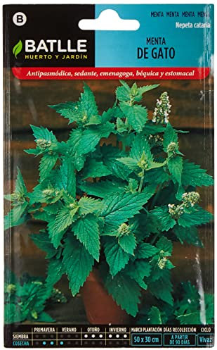 Battle - Semi Aromatici Menta di Gatto (Semi - 80-100Cm)