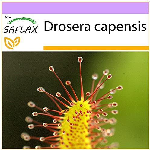 SAFLAX - Sonnentau - 200 Samen - Drosera capensis