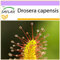SAFLAX - Droséra du Cap - 200 graines - Drosera capensis
