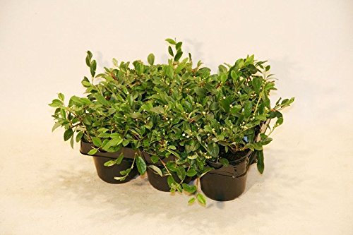 Bodendecker Cotoneaster Radicans 25 St.