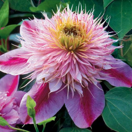 Clematis, Empress Seeds - Treasuresbylee - 10 Empress