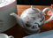 Katie Alice Cupcake Couture Fine China Six Cup Tea Pot Hat Box (Teekannen)
