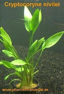 5 Töpfe Cryptocoryne nevilei, Aquariumpflanzen