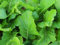 Mustard Florida Broadleaf Great Garden Heirloom 8.000 semillas