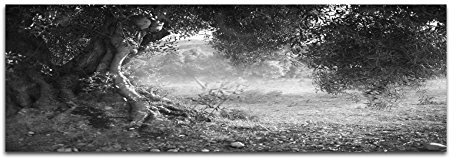Leinwandfoto als Panorama SCHWARZ/WEISS 120x40cm Olivenbaum Wald Sonnenlicht