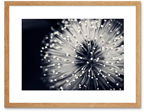 Wee Blue Coo Photo Nature Plant Flower Black White Beautiful Home Framed Wall Art Print