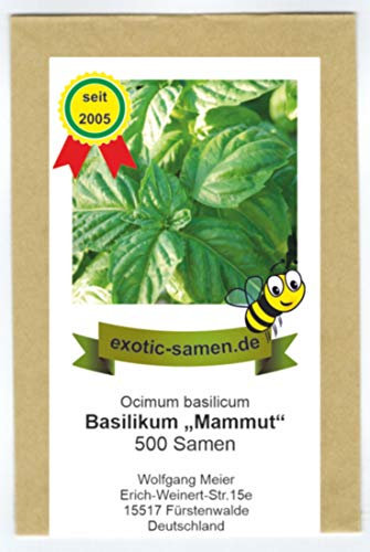 Ocimum basilicum - Basilikum Mammut - Riesen-Basilikum - 500 Samen