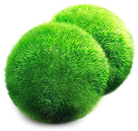Une boule de mousse Aegagropila linnaei géante (3,8 cm à 5,1 cm) + une petite Aegagropila linnaei gratuite.Plante aquatique vivante pour aquarium pour poissons/crevettes, pour décoration de disque de combattant, ornement cristaux, diffuseur le moins cher CO2 fougère Java Anubias où acheter comment faire pousser des algues japonaises, Aegagropila Terrarium bonsaï animaux easy home Anubias Air Rare Ada Récif de corail eau de mer eau saumâtre EcoSphere.