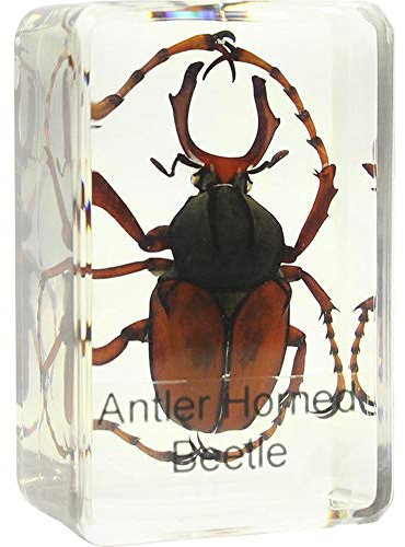 Omegon Dauerpräparat Hirschkäfer