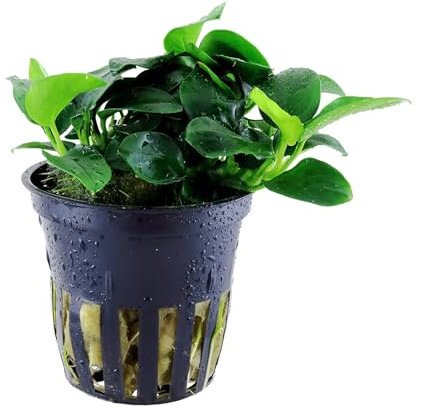 Anubias 'Petite' - Live aquarium plant