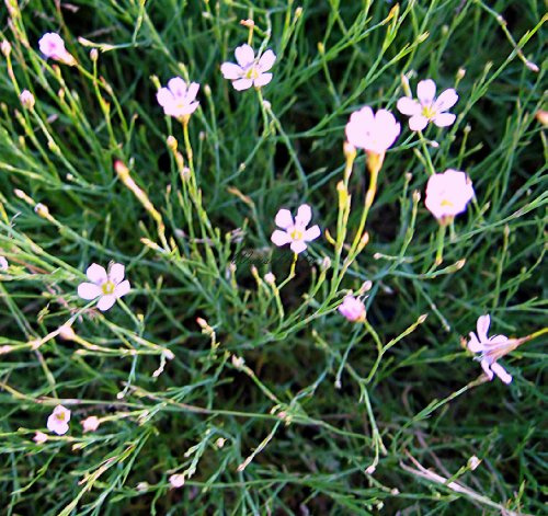 Staudenkulturen Wauschkuhn Petrorhagia saxifraga - Felsennelke - Staude im 9cm Topf