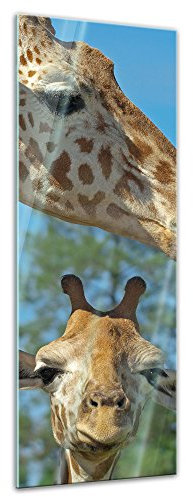 Glasbild - Mutter und Baby Giraffe - 40x120 cm - Deko Glas - Wandbild aus Glas - Bild auf Glas - Moderne Glasbilder - Glasfoto - Echtglas - kein Acryl - Handmade