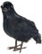 Widmann 3063C - Krähe mit Federn, Höhe circa 21 cm, Länge circa 25 cm, Dekoration, Karneval, Halloween
