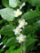 15 Samen silberne Rebe (Actinidia polygama) Katze Pflanze