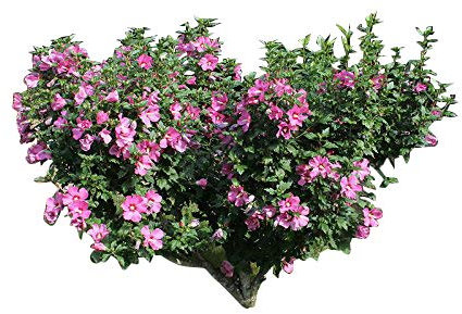 Garten/Strauch Eibisch -Hibiscus Syriacus- 350 Samen
