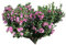 Garten/Strauch Eibisch -Hibiscus Syriacus- 350 Samen