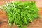 1000 GREEN Mizuna SENF japanischen Grünen Brassica juncea Herb Gemüsesamen
