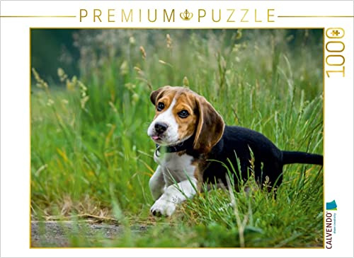 CALVENDO Puzzle Beagle Welpe im Gras | 1000 Teile Lege-Größe 64 x 48 cm Foto-Puzzle für glückliche Stunden