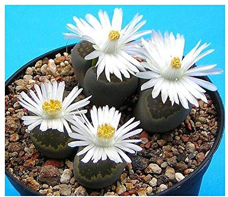 Lithops salicola - lebender Stein - 15 Samen