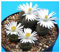 Lithops salicola - lebender Stein - 15 Samen