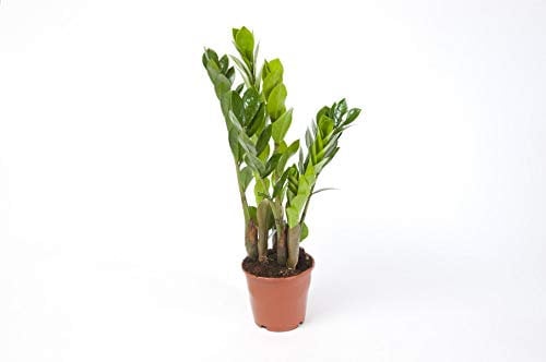 Zamioculcas Zamiifolia Zanzibar 40 cm 3+ Blätter Glücksfeder Zimmerpflanze